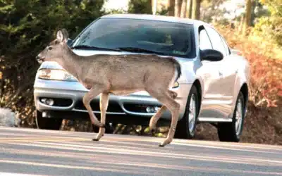 What to do If a deer hits your car