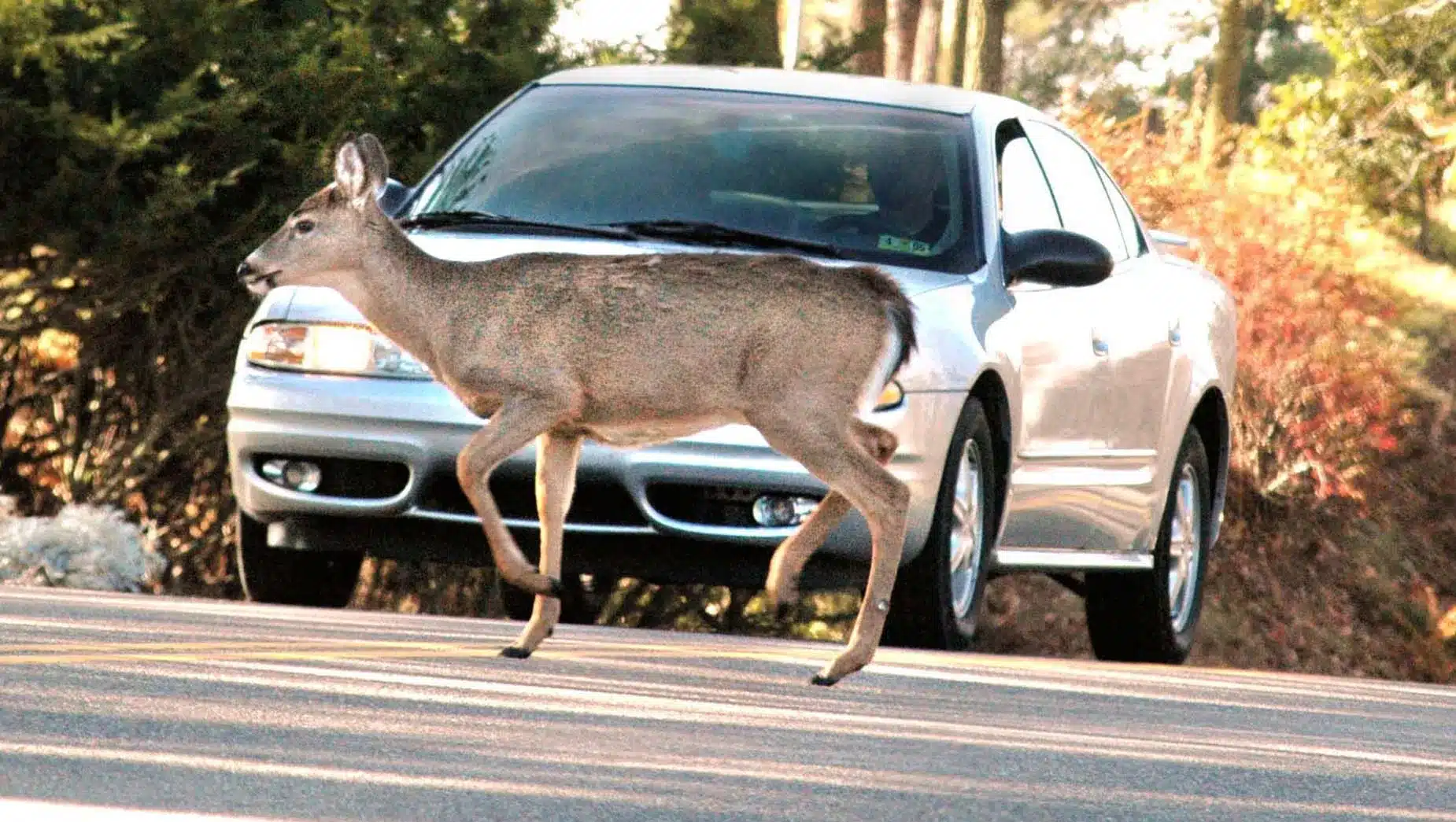 What to do If a deer hits your car: Steps to take and when to contact a lawyer