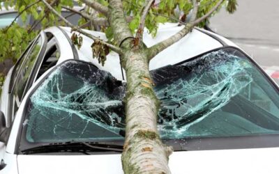 What to Do If a Tree Hits Your Car